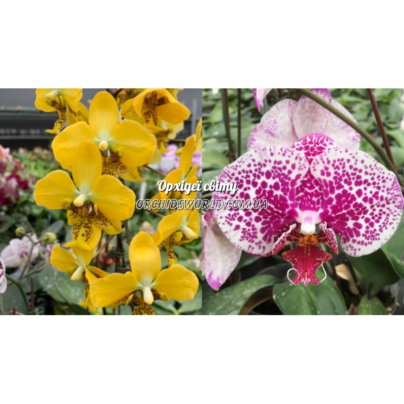 Орхiдея Phal. Stuartiana Yellow x Mei Dar Prince King - купити